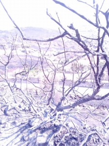 13872962_10209045524987875_5254615246790553503_n