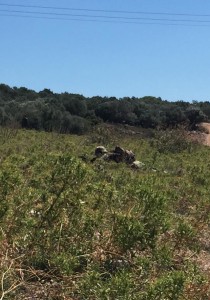 36378385_2043103269051772_414356905457090560_n